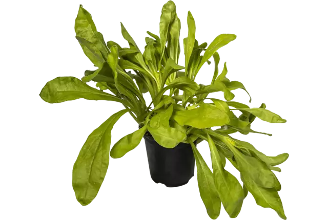 BIO Fleur d'or 2pc pièce