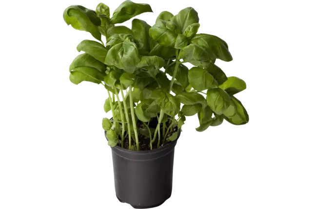 Organic basil in bucket crade 6 kilo