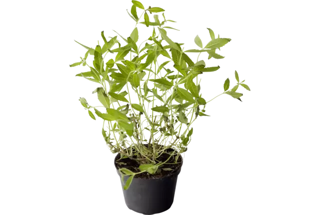 BIO Citroen Verbena in pot doos 2st