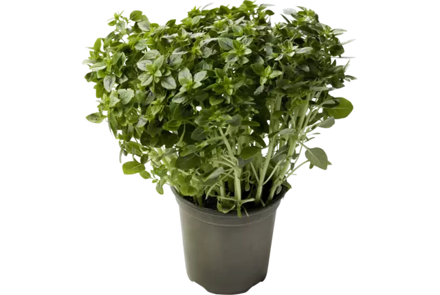 Basilicum fijn in pot doos 2st stuk