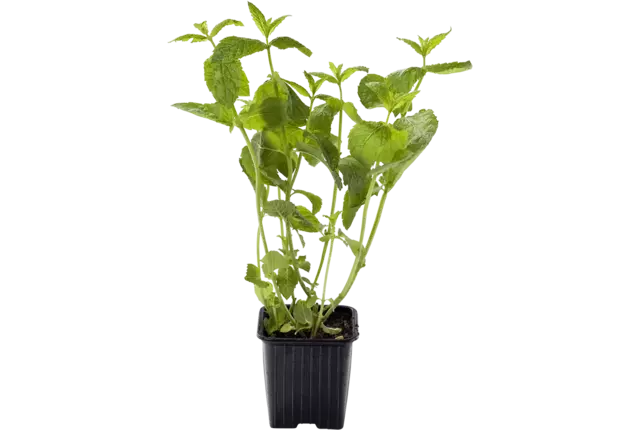 BIO Munt in grote pot kist 6 stuks