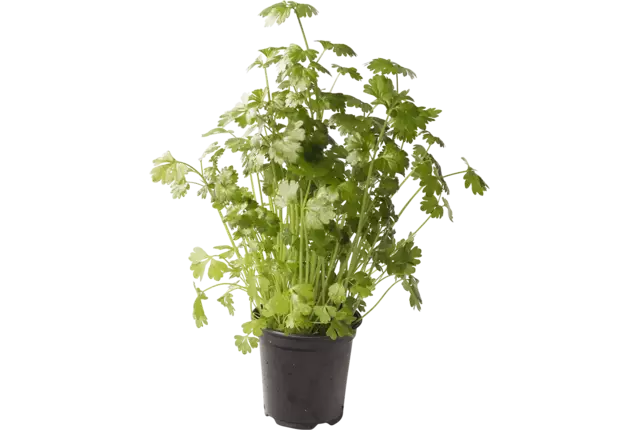 BIO Selderij in grote pot kist 6 stuks