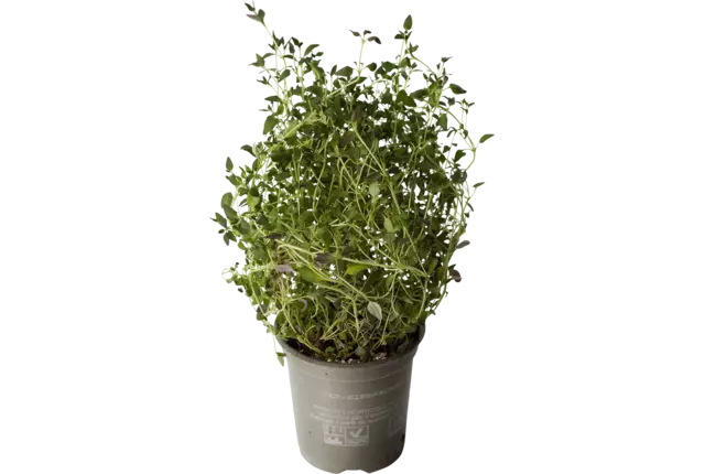 Organic Thyme in bucket crade 6 kilo