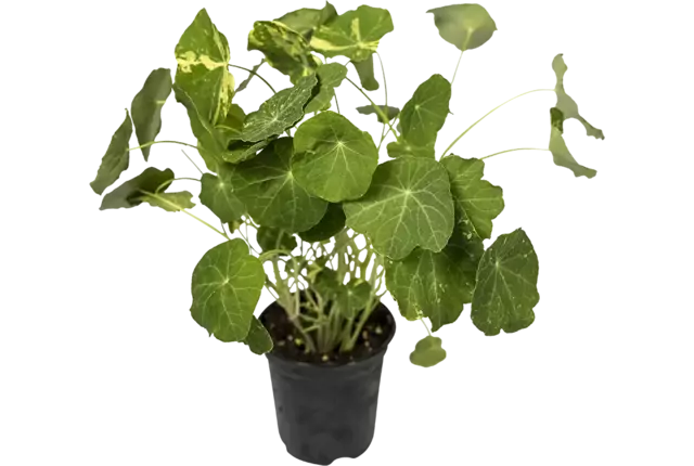 BIO Capucine en pot 2pc pièce
