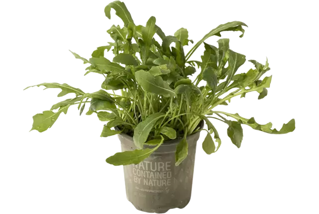 BIO Rucola in pot doos 2st stuk