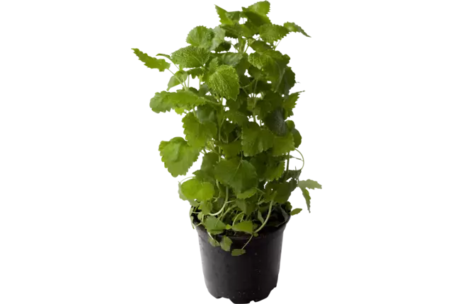 BIO Citroenmelisse in pot doos 2st