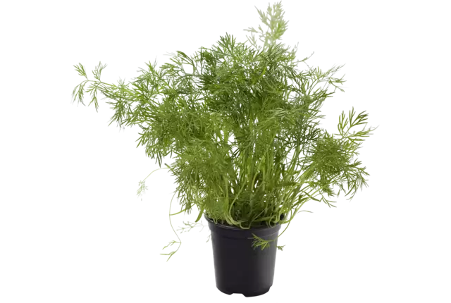 BIO Dille in pot doos 2st stuk