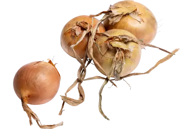 Uien 60-80 regeneratief kist 5 kilogram