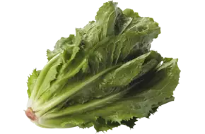Endive holland +--800g pièce