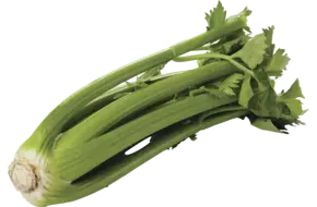 BIO Bleekselderij