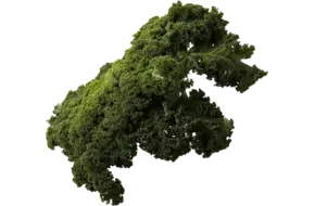 Boerenkool stronken