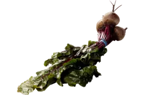 Boskroten