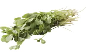 Postelein verpakt 250gr