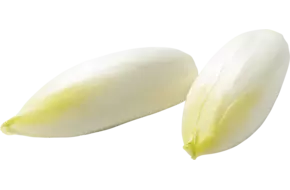 Witlof lang