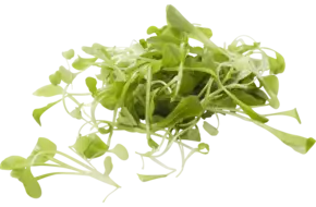 Broeivet