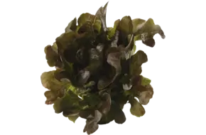 Eikenbladsla