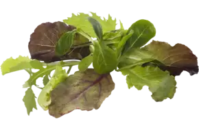 Mesclun - Babyleaf