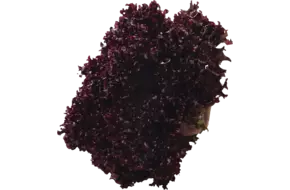 Lollo rosso