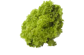 Lollo bionda