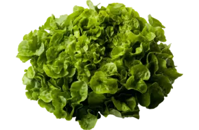 Eikenbladsla groen