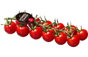 Honingtomaat Holland