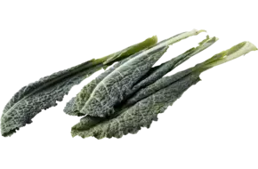 Palmkool - cavolo nero