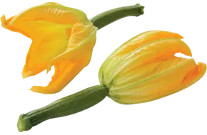 Courgette bloem