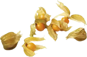 Physalis