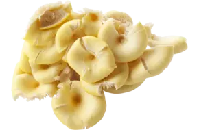 Gele oesterzwam