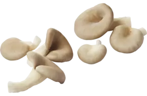 Oesterzwammen los