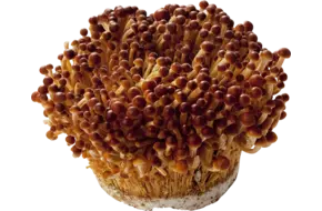 Enoki golden 250gr