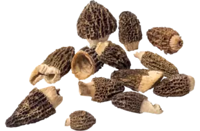Morilles gecultiveerd