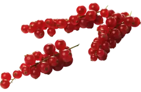Aalbessen 500gr