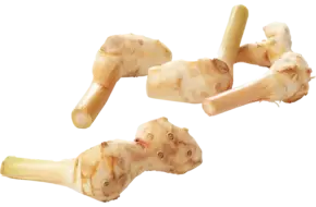 Laos - galangal