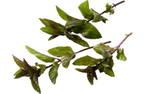 Rode mint - peper mint 75-80gr