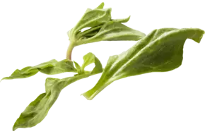 IJskruidsla 250gr.