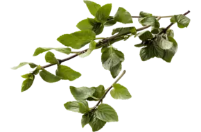 Bergamot mint 25gr