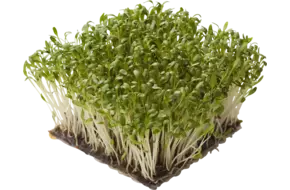 Belgium cress crade 12 pieces