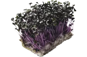 Purper cress
