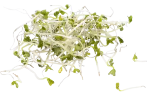 Broccolischeut 50gr