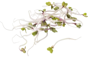 China rose 100gr