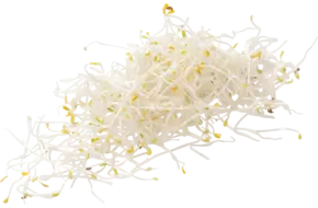 Alfalfa 100gr