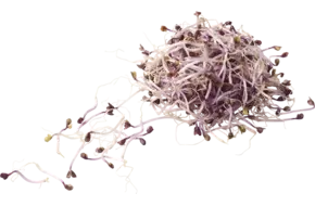 Rodekoolscheut 50gr
