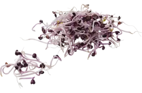 Sangoscheut - rode radijs 50gr
