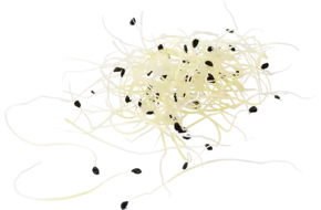 Garlic shoots 50 gr piece