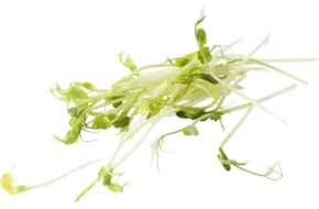 Green peez 100gr