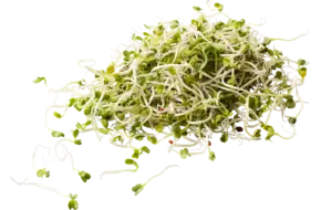 Rettichscheut 100gr