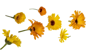 Eetbare bloem Goudsbloem  8st.