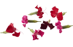 Eetbare bloem Anjer 30st.