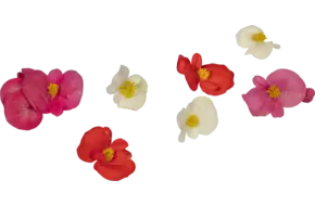 Eetbare bloem Begonia 30st.